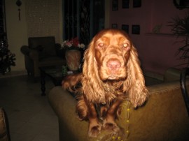 Gema